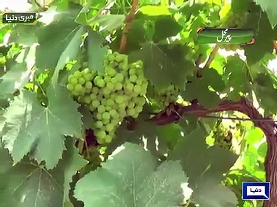 DUNYA NEWS PIR MAHAL GRAPES PKG