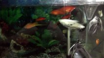 pez escalar y goldfish (alevines)