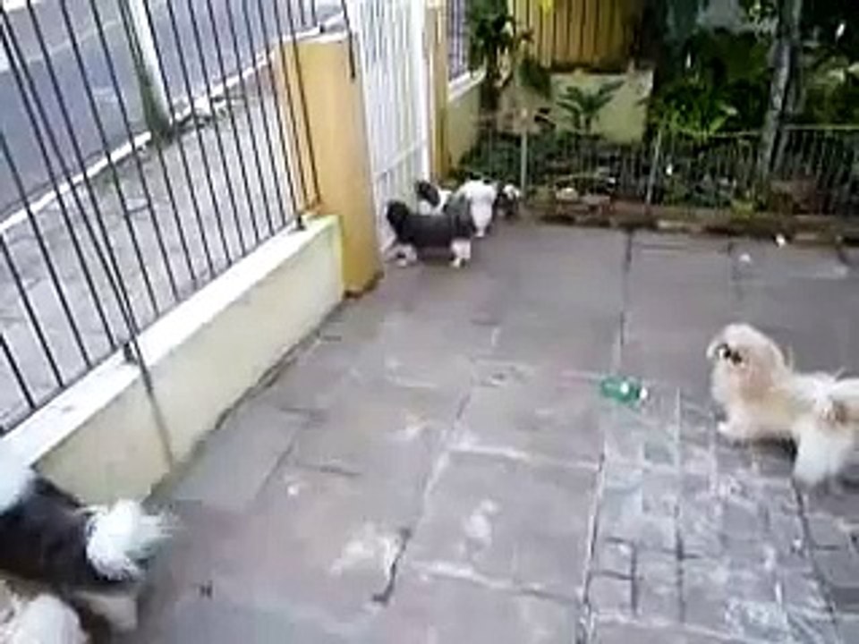 Cachorros Pequineses