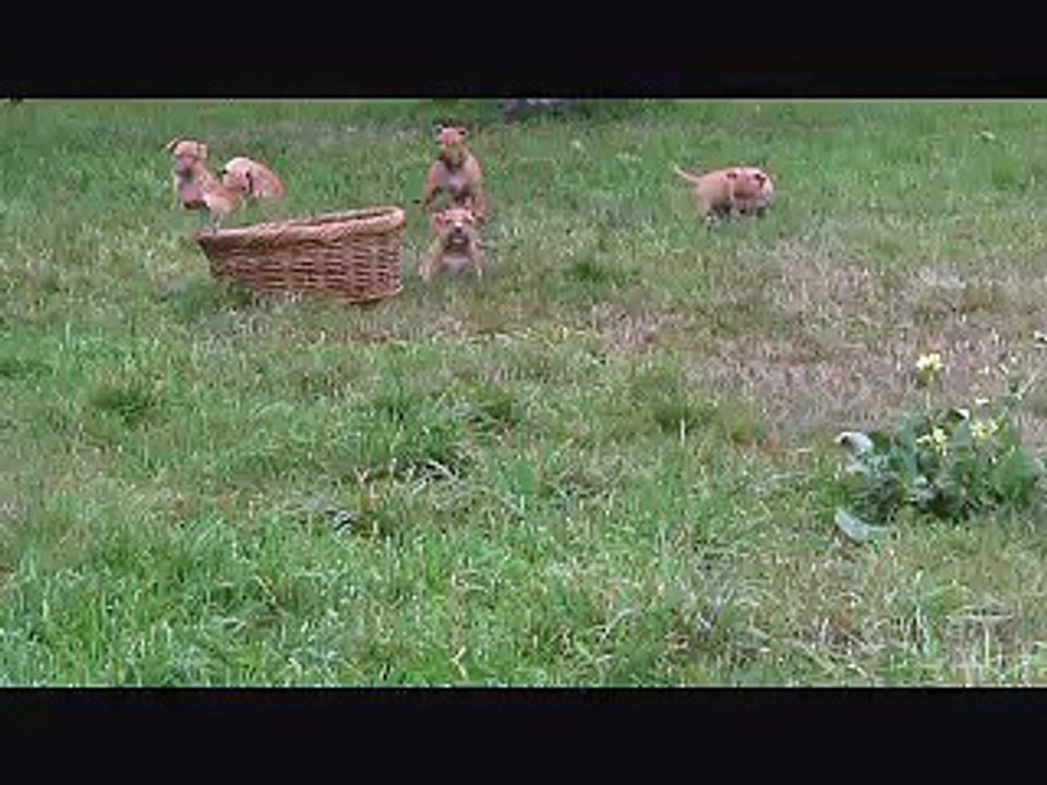 Red Nose Pit Bull Puppies for sale at 7 weeks -10% Woods Snooty - ACDC music-HumboldtPitBulls.Com