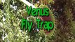 Venus Fly trap meets a Beetle; it's not a happy ending!