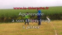 Chiens loups en pistage