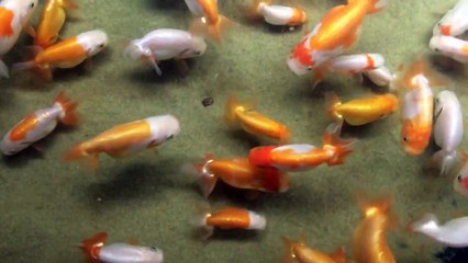 Suzuki x Kageyama (SXK) TVR Ranchu 1/6/13 316 days old