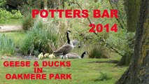 POTTERS BAR 2014 - GEESE & DUCKS IN OAKMERE PARK
