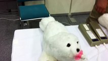 Robot Pet Toy for the future and Elderly .. Awesome Robots ...Japan