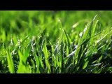 Lawn Care Basics: Lawn Feeding Tips for Your Grass by Scotts