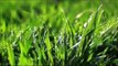 Lawn Care Basics: Lawn Feeding Tips for Your Grass by Scotts