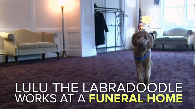 Funeral Home Dog Provides Company To Those Who Need It Most