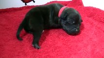 7ème vidéo Chiot n°2 Femelle de la 20ème portée staffie de Staffordland