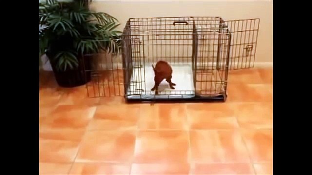 How To Potty Train A Silky Terrier Puppy - House Training Australian Silky Terrier Puppies