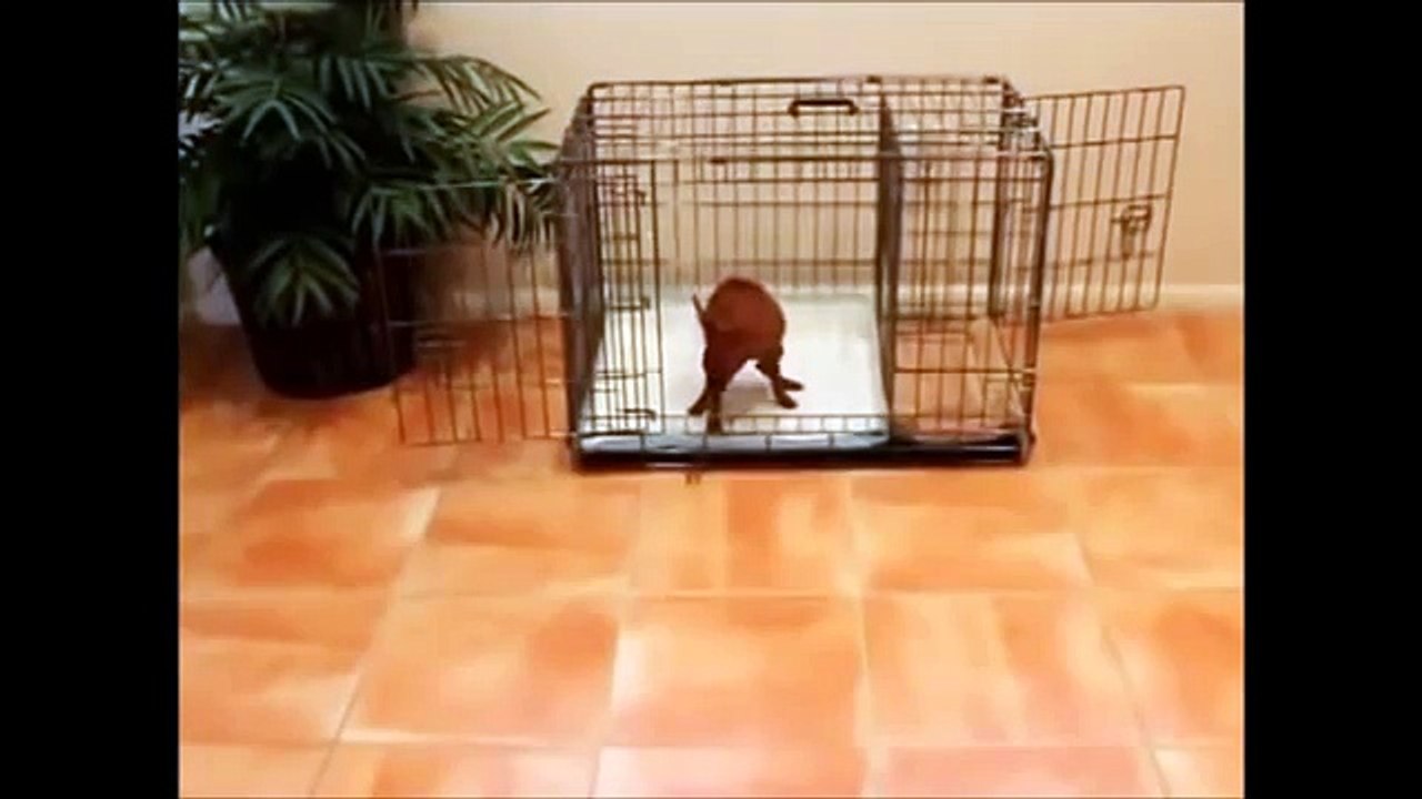 How To Potty Train A Silky Terrier Puppy - House Training Australian Silky Terrier Puppies