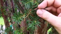 Toxic Yew Tree Identification - Poisonous Trees And Shrubs