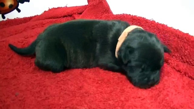 10ème vidéo Chiot n°5 Femelle de la 20ème portée staffie de Staffordland