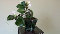 ツバキA（つばき・椿）花もの盆栽・Camellia japonica bonsai tree