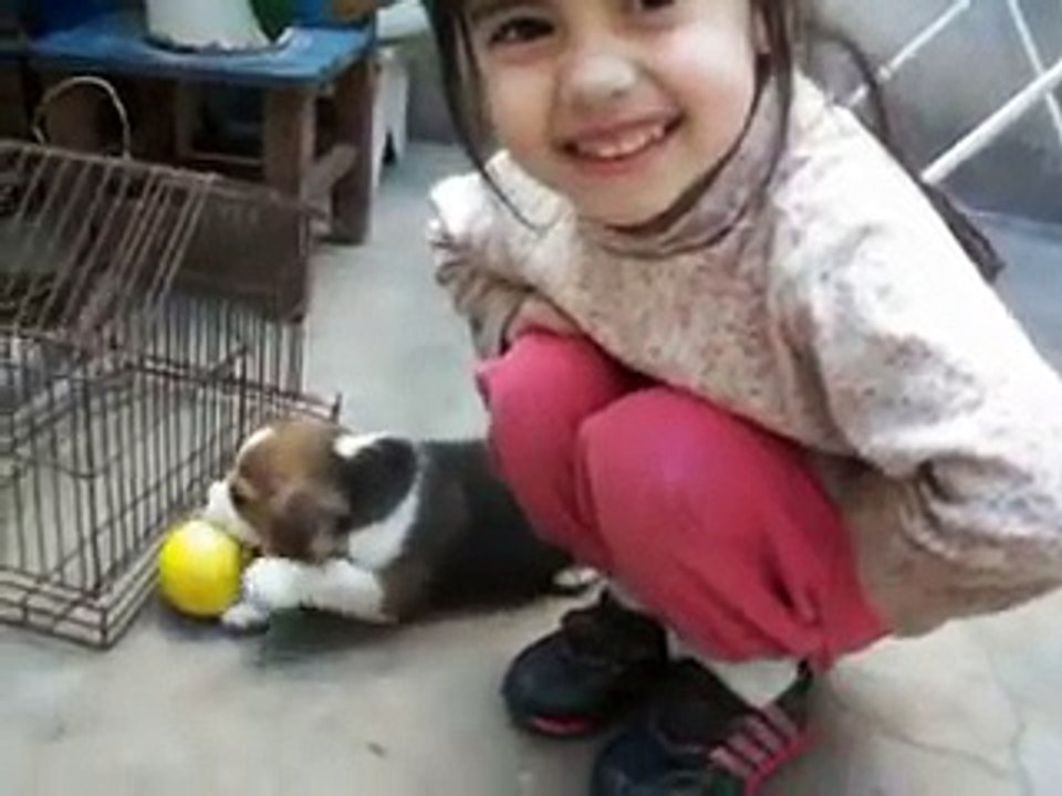 MI BEAGLE, SIMON DE BEBE!