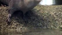 ごろごろしているコツメカワウソのサン~Asian short-clawed otter