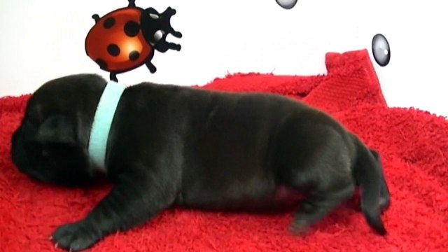 11ème vidéo Chiot n°6 Femelle de la 20ème portée staffie de Staffordland