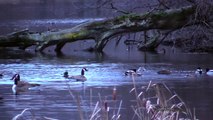 Morning Mallards & Canada Geese