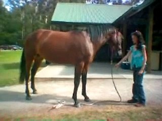 HORSE WHISPERING WITH MY 3 YEAR OLD HORSE