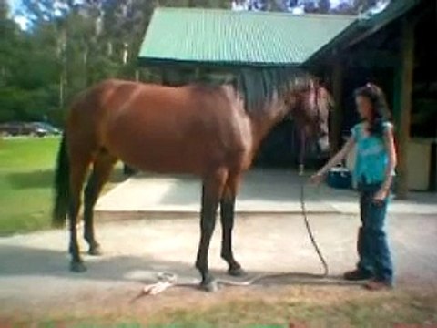 HORSE WHISPERING WITH MY 3 YEAR OLD HORSE