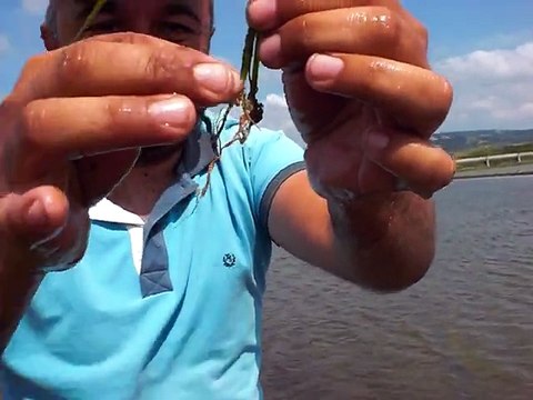 FN7 ploro plant potion sıvı organik gübre çeltikte 10 günde kök gelişme farkı