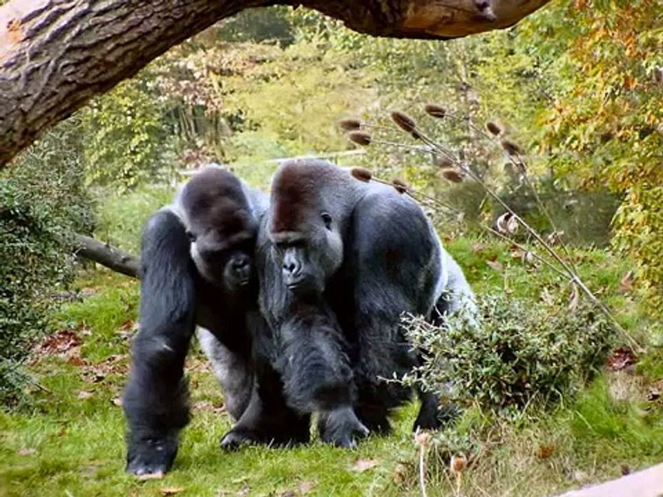Tierschutz WWF