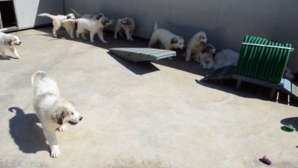 Authentiques chiots Montagne des Pyrénées LOF ADN parents Multi-Champion de Beauté et Recommandés dys.A.