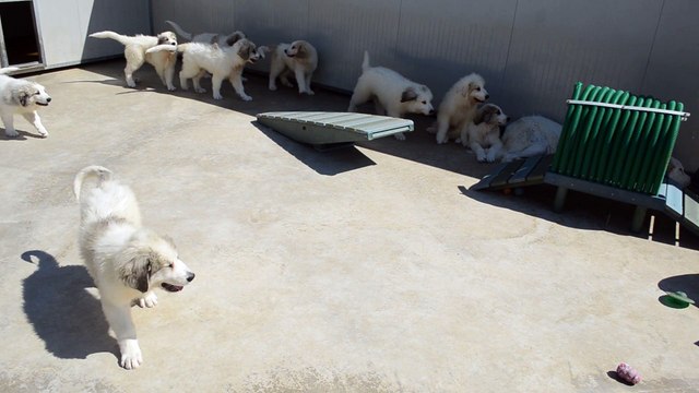 Authentiques chiots Montagne des Pyrénées LOF ADN parents Multi-Champion de Beauté et Recommandés dys.A.