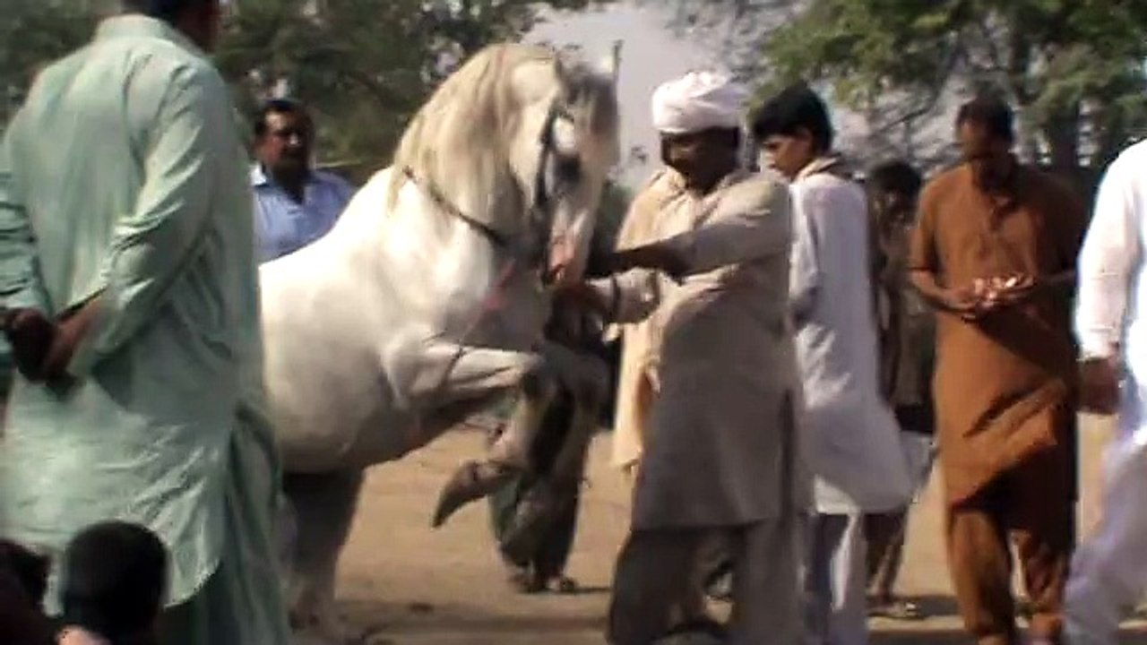 horse dance 9