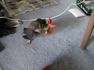 アメリカチョウゲンボウ(飼) 01 American Kestrel