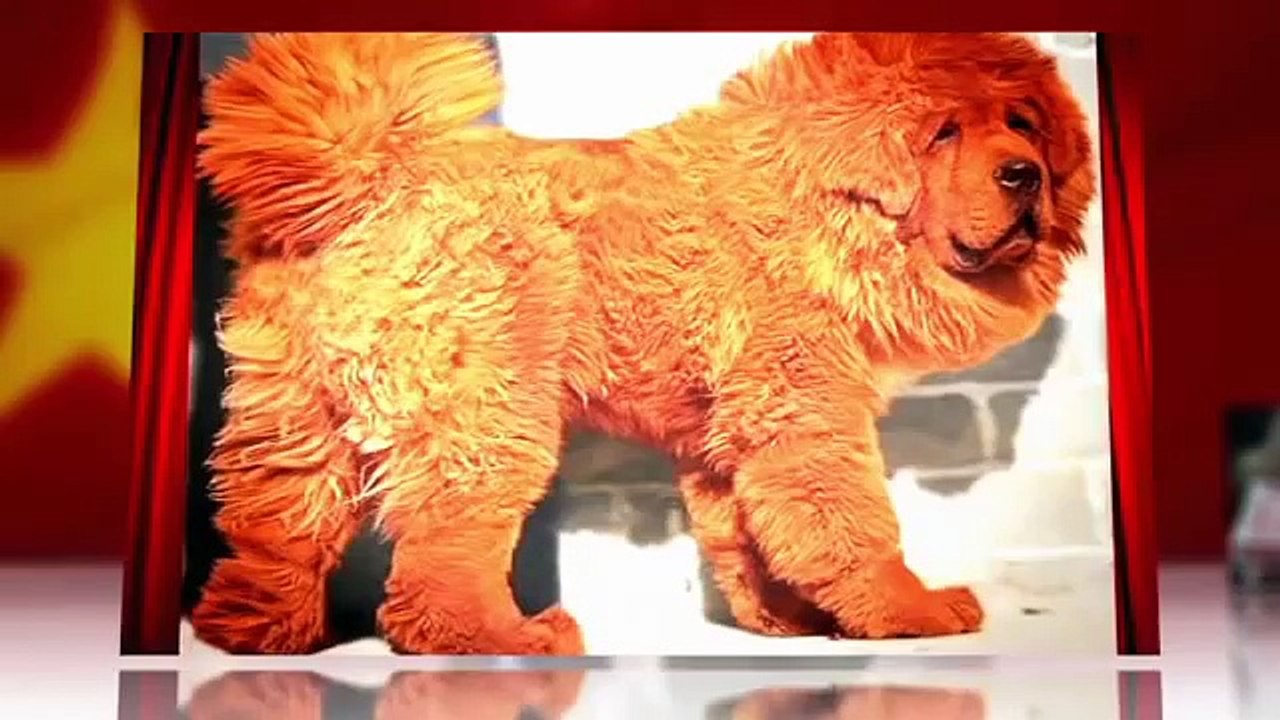 Red Tibetan Mastiff "Big Splash" Is World's Most Expensive Dog