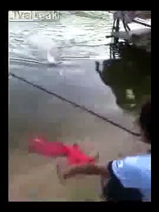 Short video of cat cruelty with karma