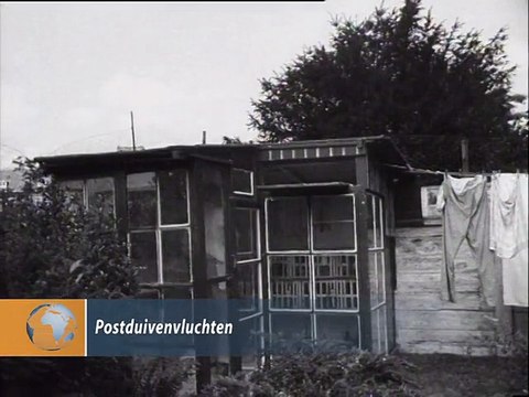 postduivenvluchten - 1952