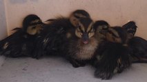 Ducklings rescued by a Hooters frying basket