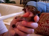 Feeding a baby squirrel