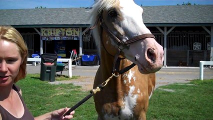 Kentucky Horse Park BreyerFest Sato Thoroughbred