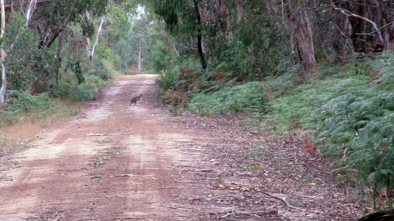 Un wallaby.
