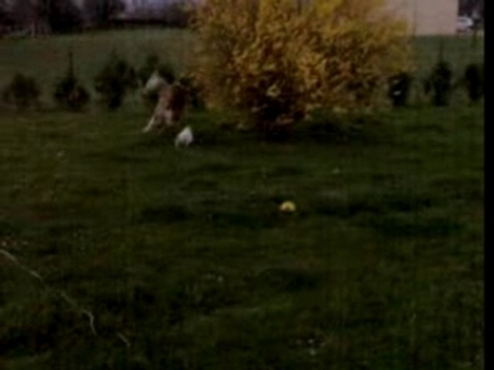 astrachille dans le jardin