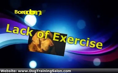 Dog Barking - There Has To Be A Reason and An Answer...