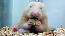 (hamster、ハムスター)金寶啃食秀