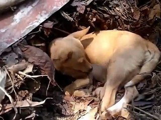Mother Dog Eats One (1) of Her Newborn Puppy