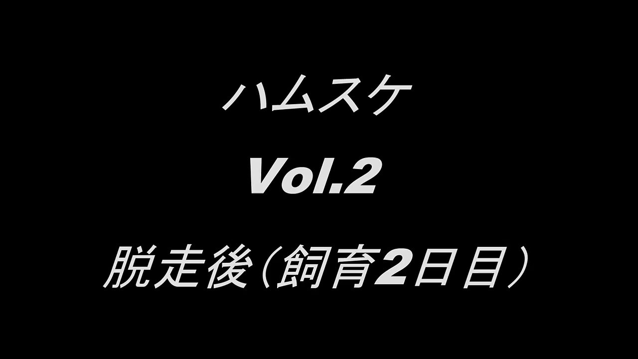 【おもしろハムスケvol.2】脱走後のハムスターのふてぶてしい寝方