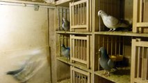 quelques reproducteurs pigeons voyageurs de chez Froissart Jean Paul de Toufflers France