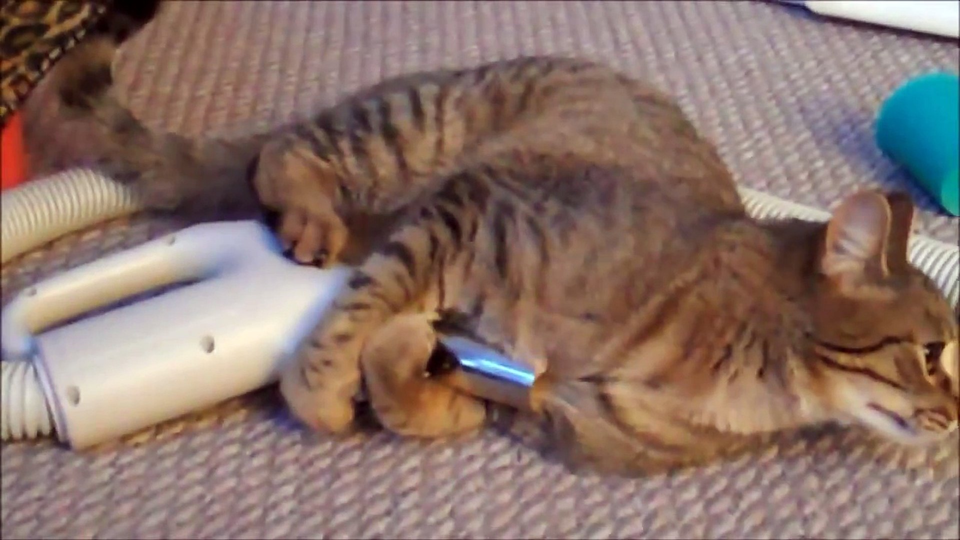 Focused Cat Plays With Vacuum Cleaner Suction Tube! (VIDEO) - One
