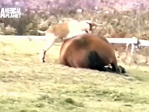 The Planet's Funniest Animals - The Goat Fight [HUNGARIAN DUB] HD