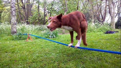 Dog tightrope made of slackline