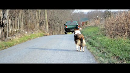 Wayfaring Collie - Nikon D7000