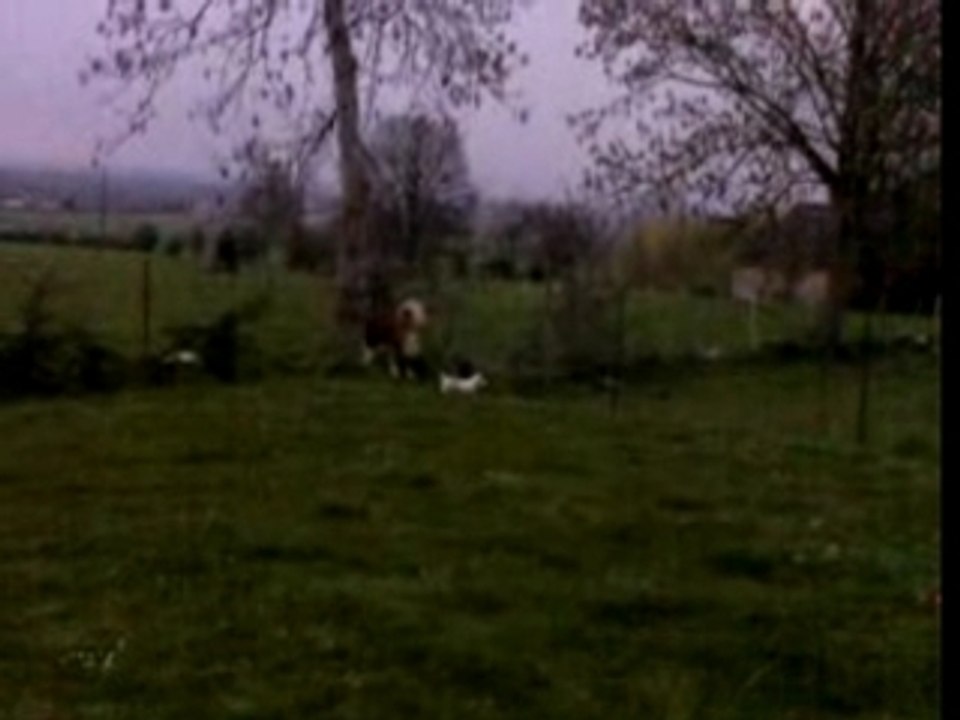 astrachille dans le jardin