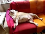 Our english bulldog Joe snoring