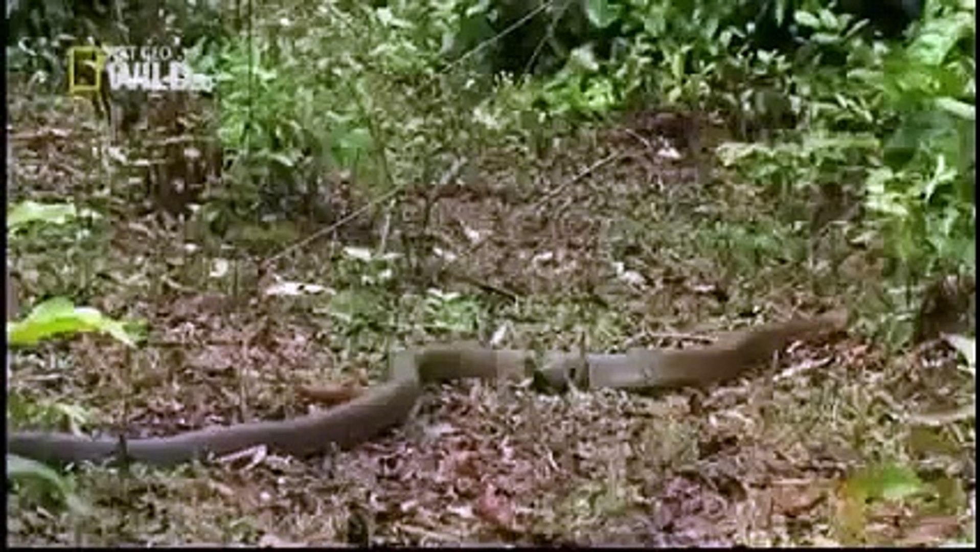 ⁣Animal Planet 2015 - Discovery Channel - Wildlife Animals - King Cobra Documentary [720 HD